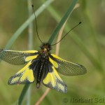 Libellen-Schmetterlingshaft (Libelloides coccajus