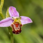 Bienenragwurz Ophrys apifera