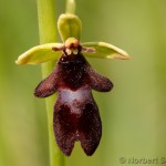 Fliegen_Ragwurz (Ophrys insectifera)