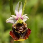 Hummelragwurz Ophrys holoserica