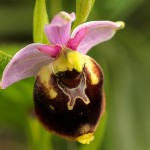 Hummelragwurz Ophrys holoserica