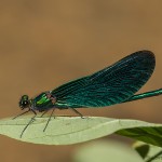 Blauflügel-Prachtlibelle (Calopteryx virgo) Männchen