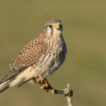 Turmfalke (Falco tinnunculus) Weibchen