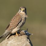 Turmfalke (Falco tinnunculus) Weibchen