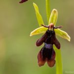 Fliegen_Ragwurz (Ophrys insectifera)