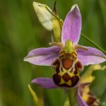 Bienenragwurz Ophrys apifera