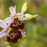 Hummelragwurz (Ophrys holoserica)