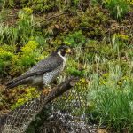 Wanderfalke (Falco peregrinus)Weibchen
