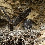 Wanderfalke (Falco peregrinus) Junge im Horst