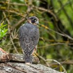 Wanderfalke (Falco peregrinus), Jungvogel