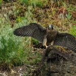 Wanderfalke (Falco peregrinus), Jungvogel