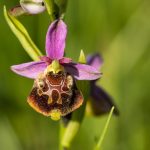 Hummelragwurz (Ophrys holoserica)